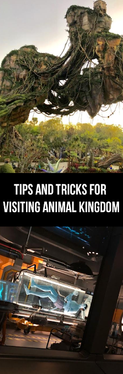 Tips and Tricks for Visiting Animal Kingdom