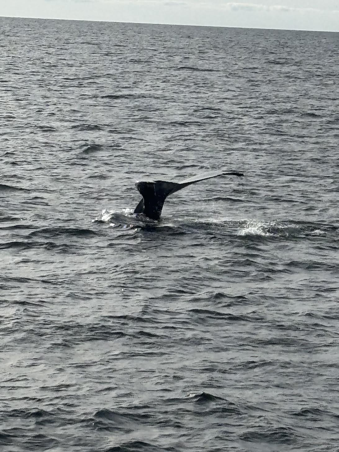 The Most Awesome Whale Watching Tour in Boston!